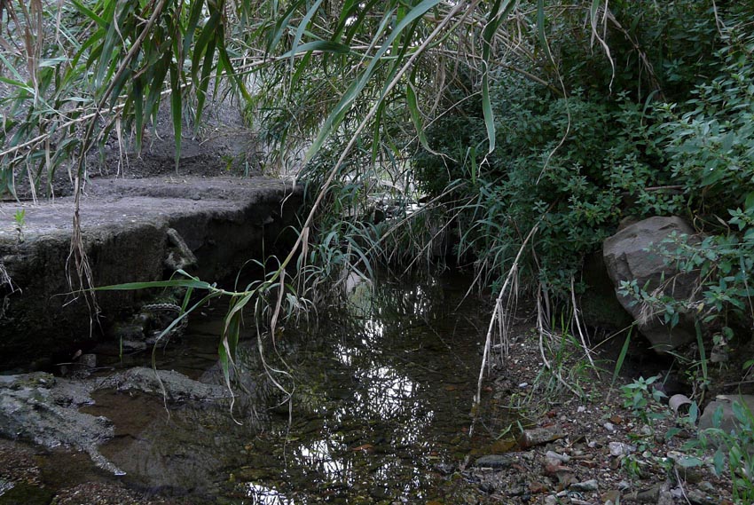 Rio Salivoli (Piombino) - rospi smeraldini in citt!